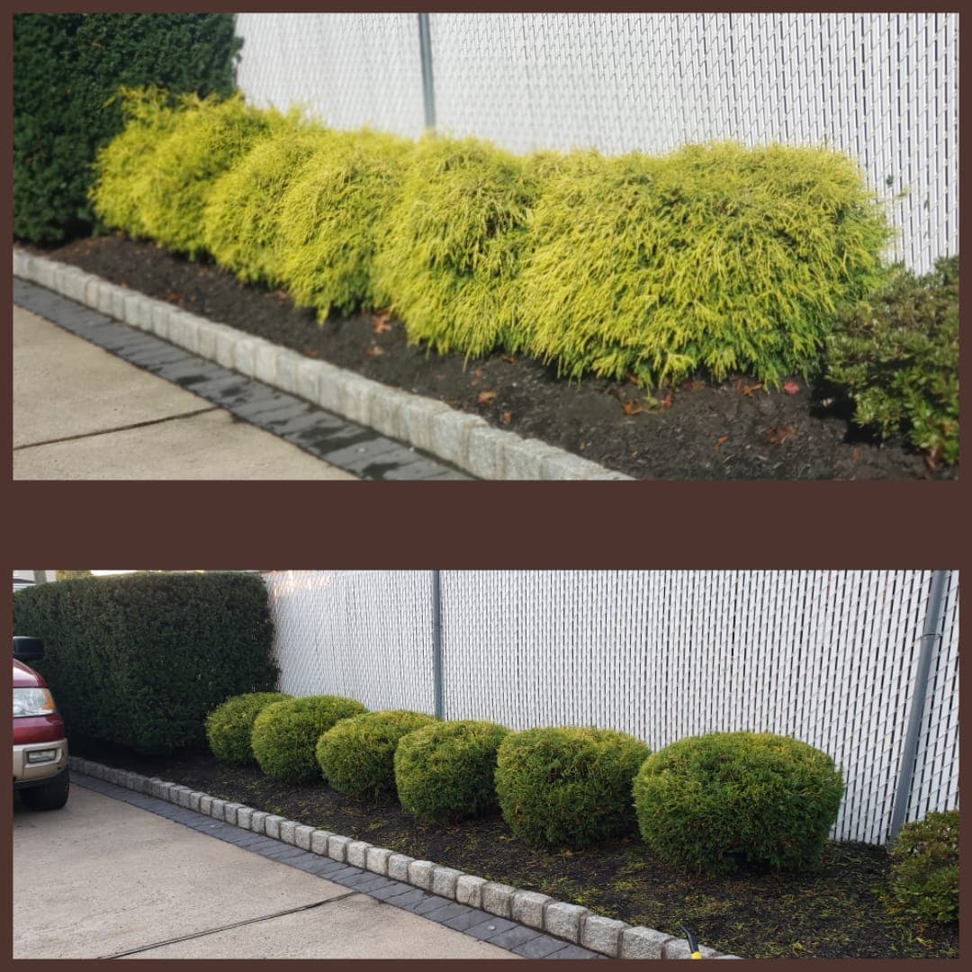 Hedge Pruning & Detail Cleanup in Middlesex County, NJ
